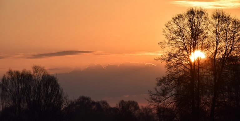 The sun rises between silhouetted trees, highlighting the benefits of waking up early with a peaceful, orange-hued sky.